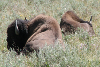 Nature's Persona - Bison Series - Susan Searway Art & Design © 2013